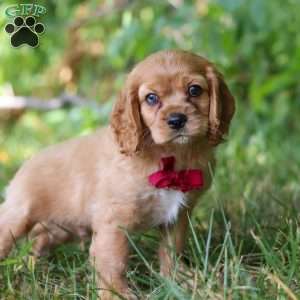 George, Cocker Spaniel Puppy